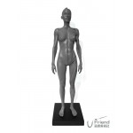 美術用人體肌肉骨骼解剖結構模型-女