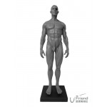 美術用人體肌肉骨骼解剖結構模型-男