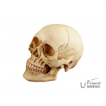 美術裝飾仿真骷顱頭/頭部骨骼結構模型