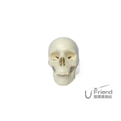 美術用骷顱頭/頭部骨骼結構模型